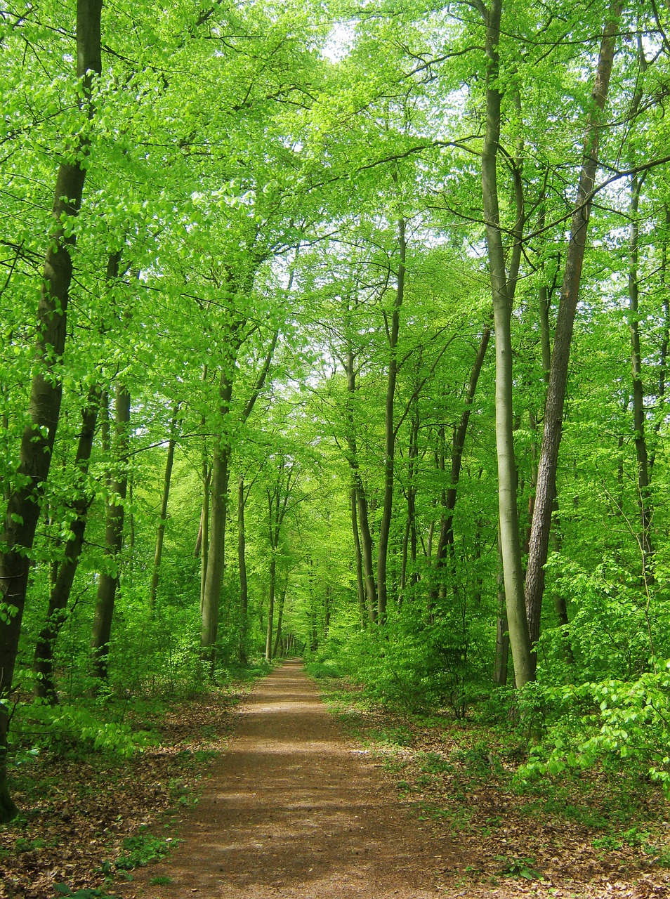 Step Into Legend: Discover the Wonders of Sherwood Forest!